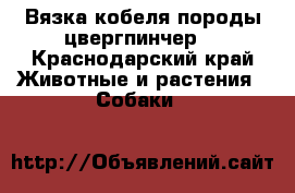 Вязка кобеля породы цвергпинчер  - Краснодарский край Животные и растения » Собаки   